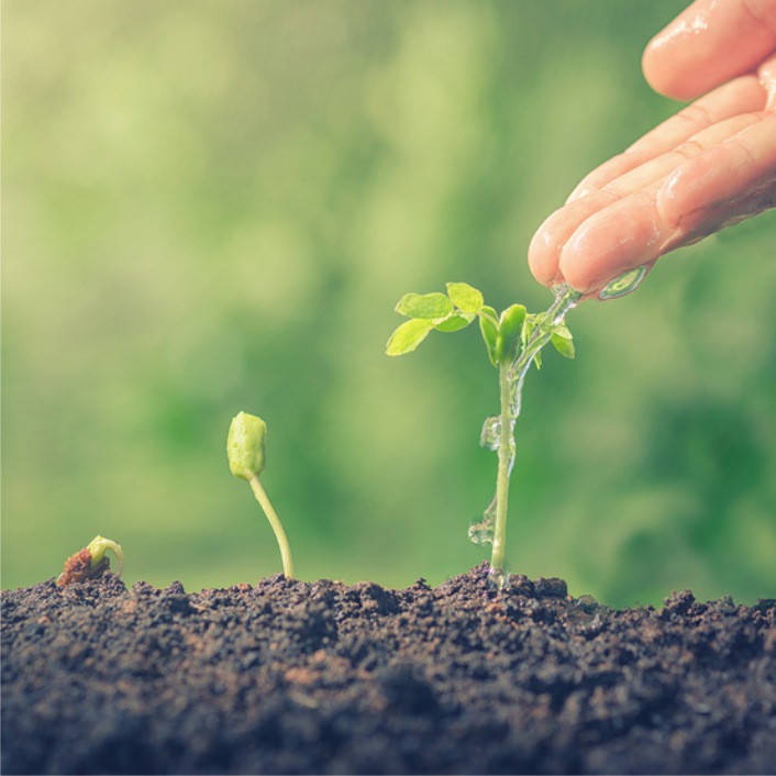 Establishing New Roots